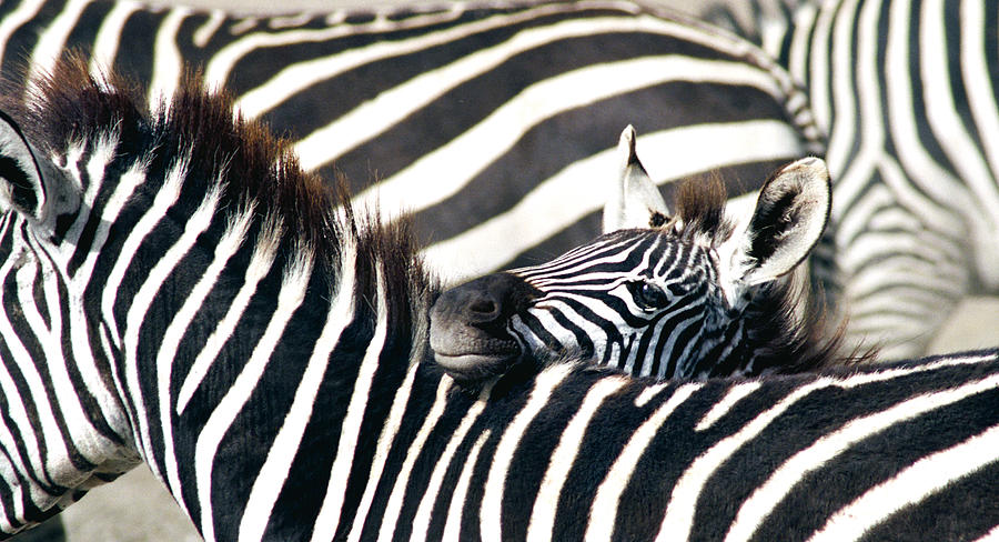 Baby Zebra, Ahead of the Herd Photograph by Bonnie Colgan