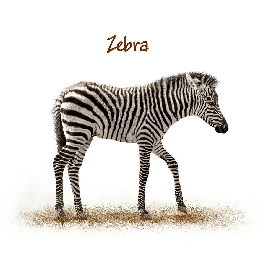 Baby Zebra Walking Over White Photograph by Good Focused