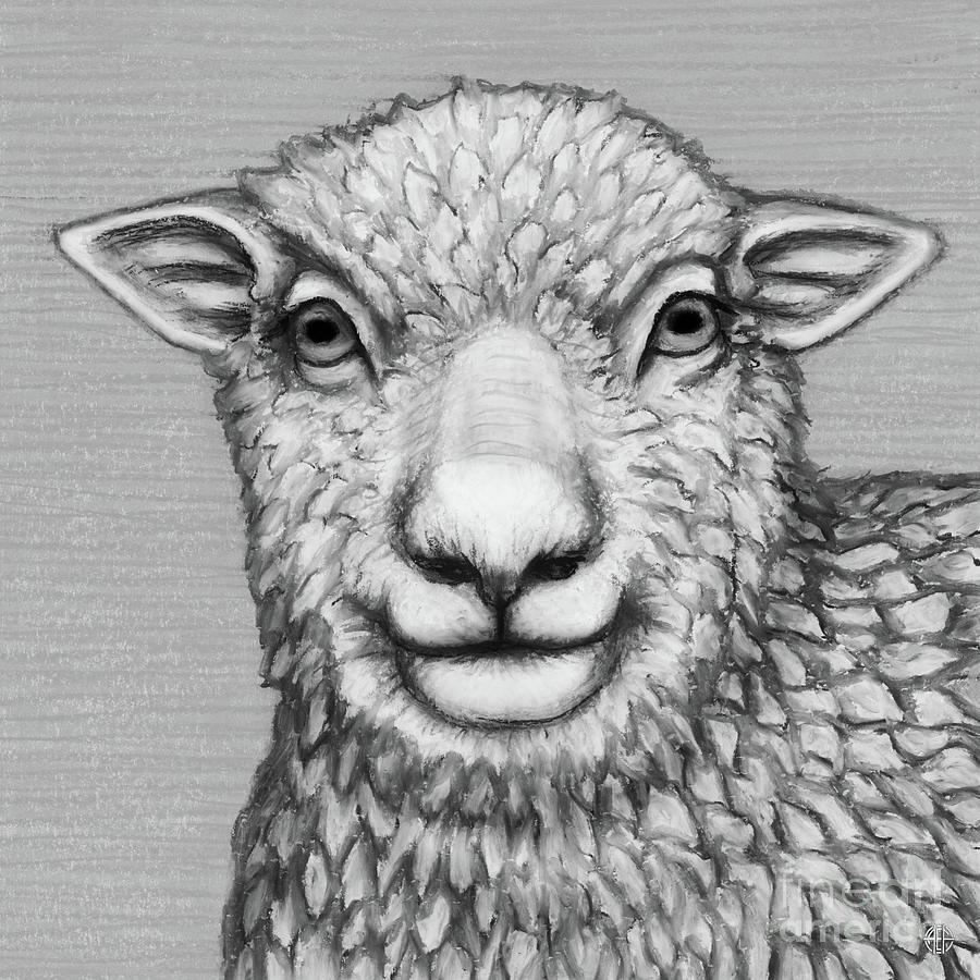 Babydoll Southdown Sheep. Black and White Drawing by Amy E Fraser