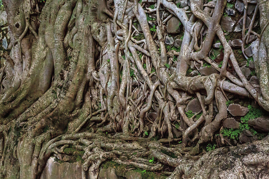 Tree Photograph - Babylon roots by Matt Cohen