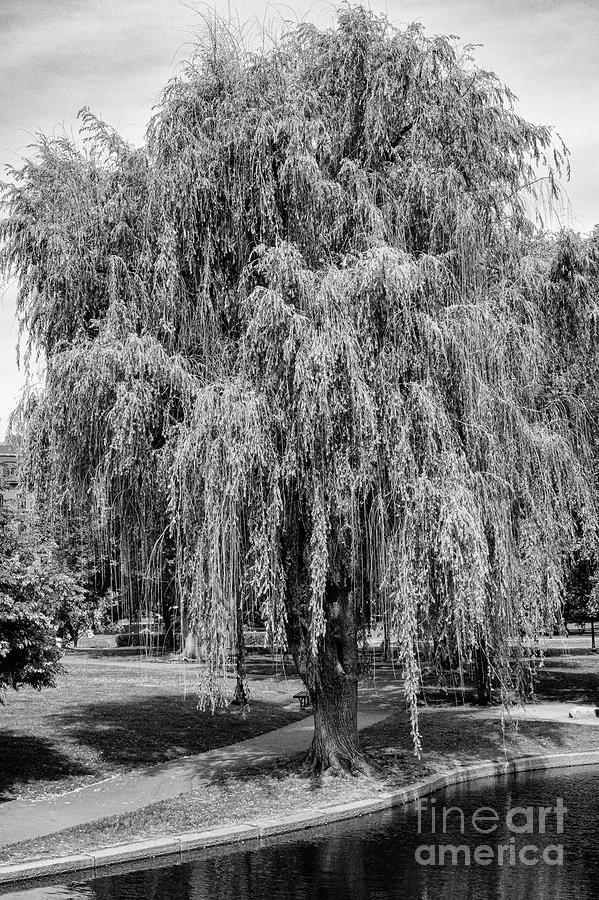 Babylon Weeping Willow in Boston Public Gardens 2 Photograph by Bob Phillips