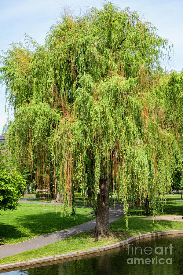 Babylon Weeping Willow in Boston Public Gardens Photograph by Bob Phillips