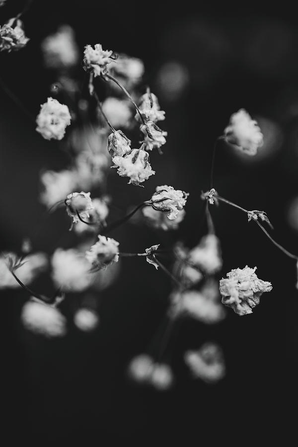 Baby's-Breath Photograph by Nova Rae - Fine Art America