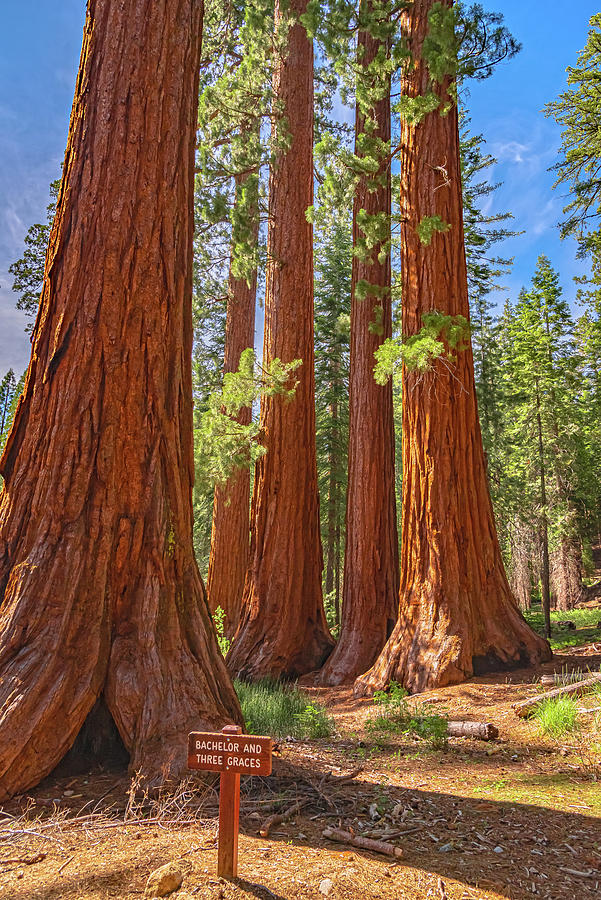 Bachelor And Three Graces Trees Giant Sequoias Photograph By Lucia Vega ...