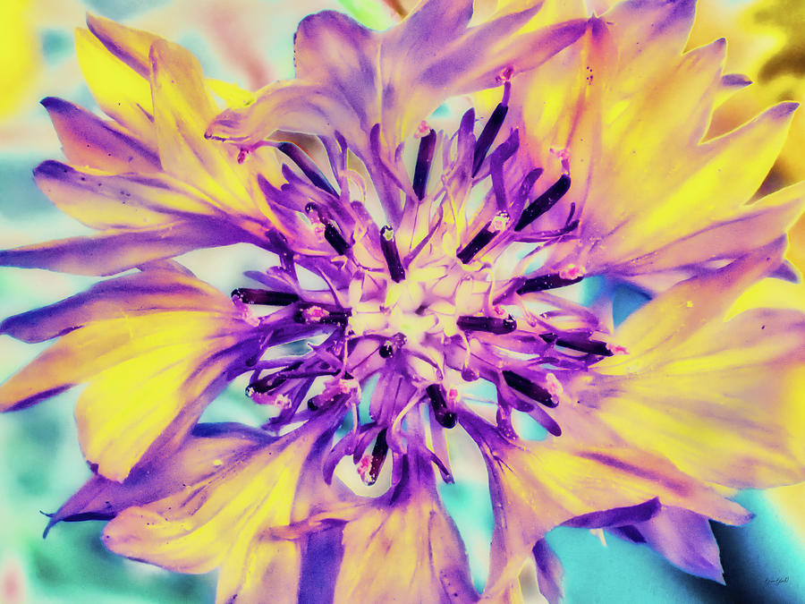 Bachelor Button flower close up Photograph by Bruce Block