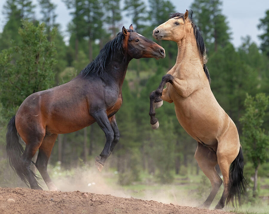 Bachelor Spat. Photograph by Paul Martin