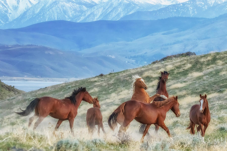 Bachelor Stallions on a Hill at Sunset Photograph by Marc Crumpler