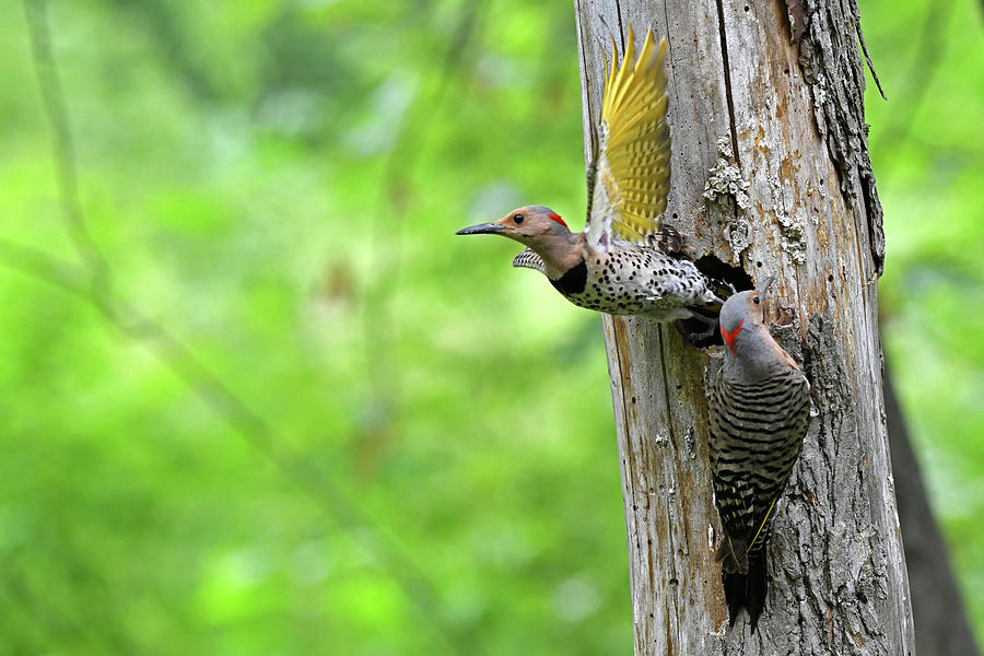 Back and forth of the flamboyant couple Photograph by Asbed Iskedjian ...