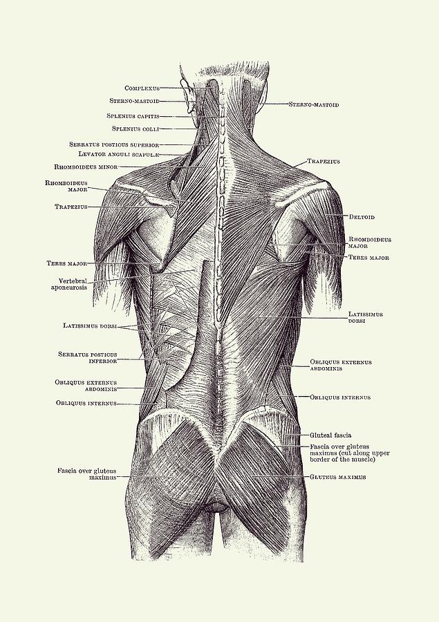 Back and Glutes - Human Muscular System 2 Drawing by Vintage Anatomy Prints