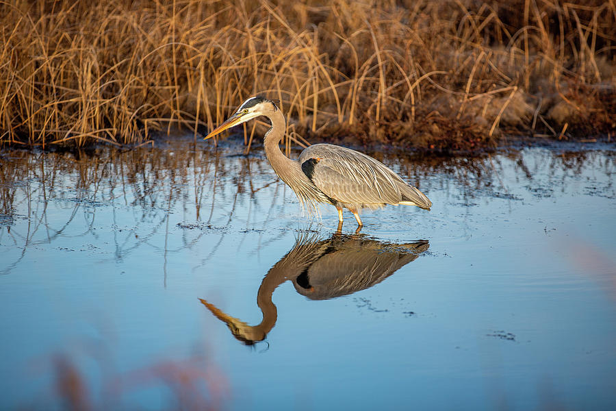 Back Bay Great Blue Heron Photograph by Donna Twiford