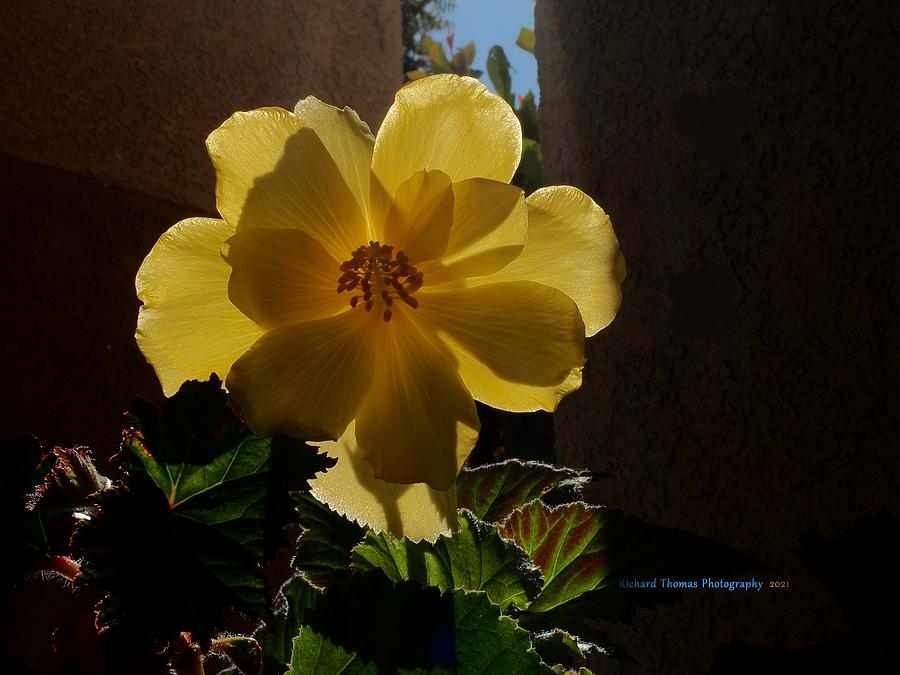 Back Light Begonia Gold Photograph by Richard Thomas