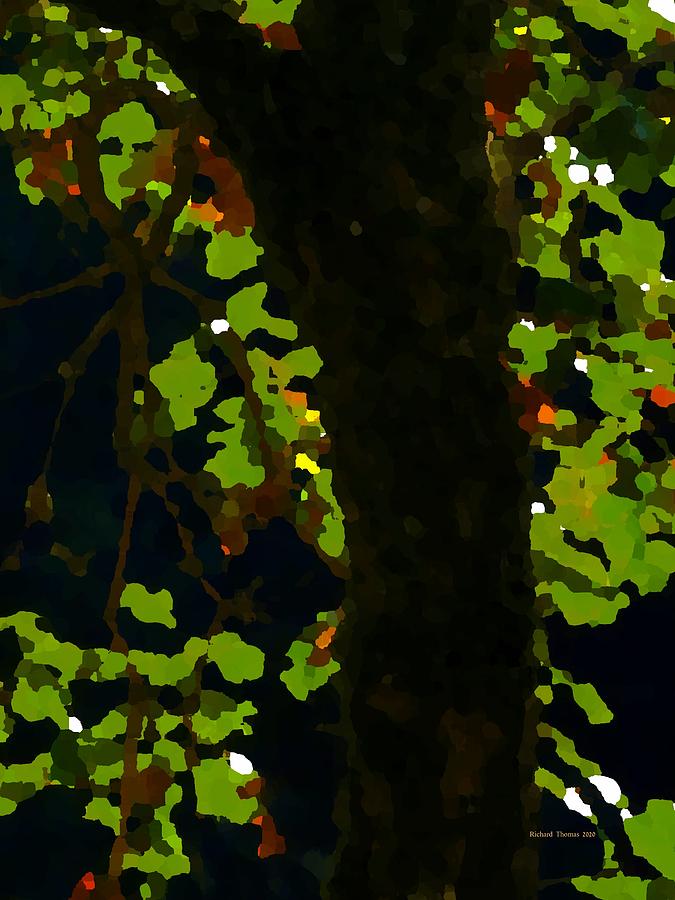 Back Light Oak Photograph by Richard Thomas