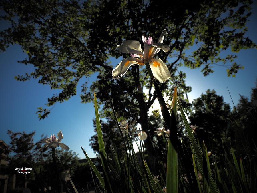 Back Lighted Day Lilies Photograph by Richard Thomas