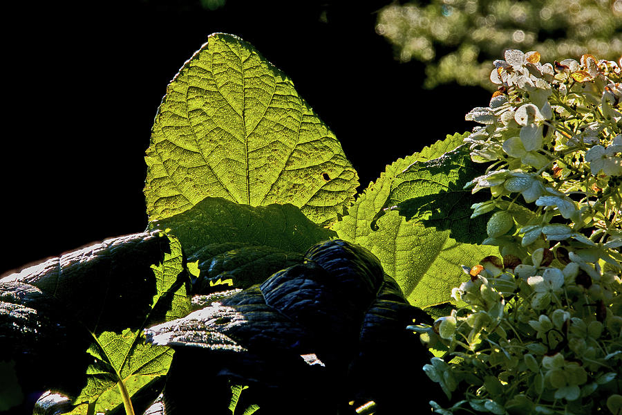 Back-lit Green Leaf Flowers On The Side Black Background 902014 2 3162020 4323 Photograph by David Frederick
