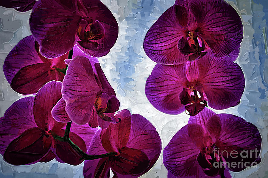 Flower Digital Art - Back Lit Orchids by Kirt Tisdale