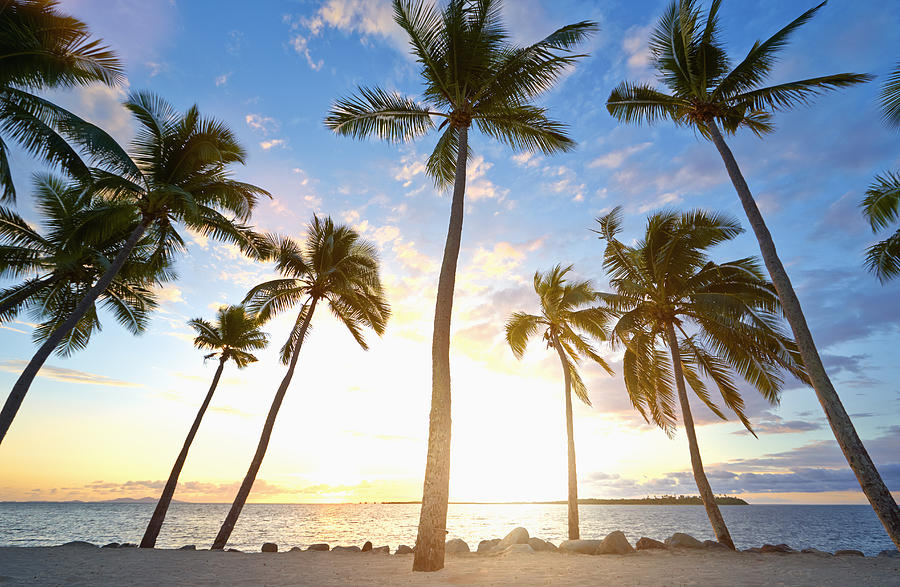 Back lit palm trees on tropical beach Photograph by Colin Anderson Productions pty ltd