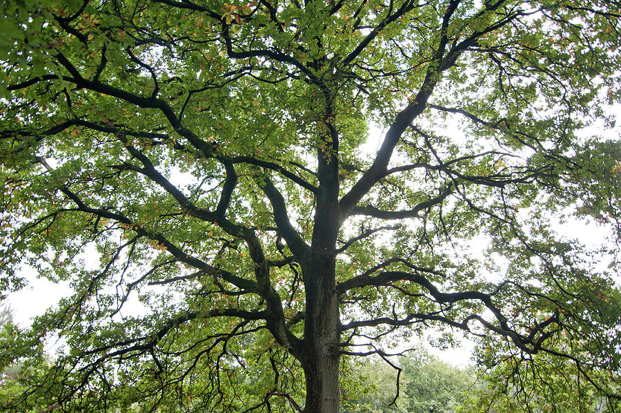 Back-lit tree Photograph by Anita van Hengel - Fine Art America