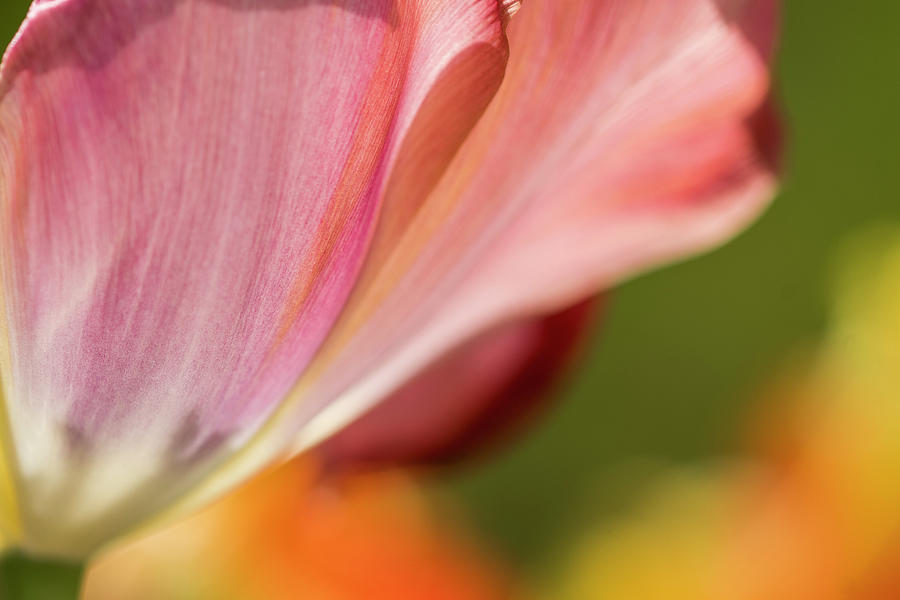 Back-lit Tulip Petals Photograph by Robert Potts
