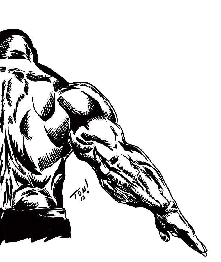 Back muscle drawing hires stock photography and images  Alamy
