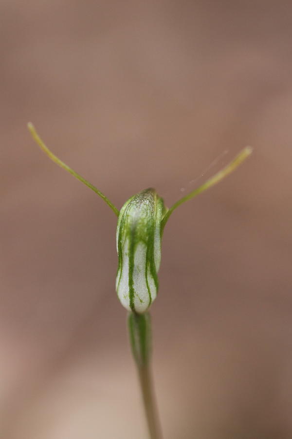 Back of a Snail Orchid Photograph by Michaela Perryman