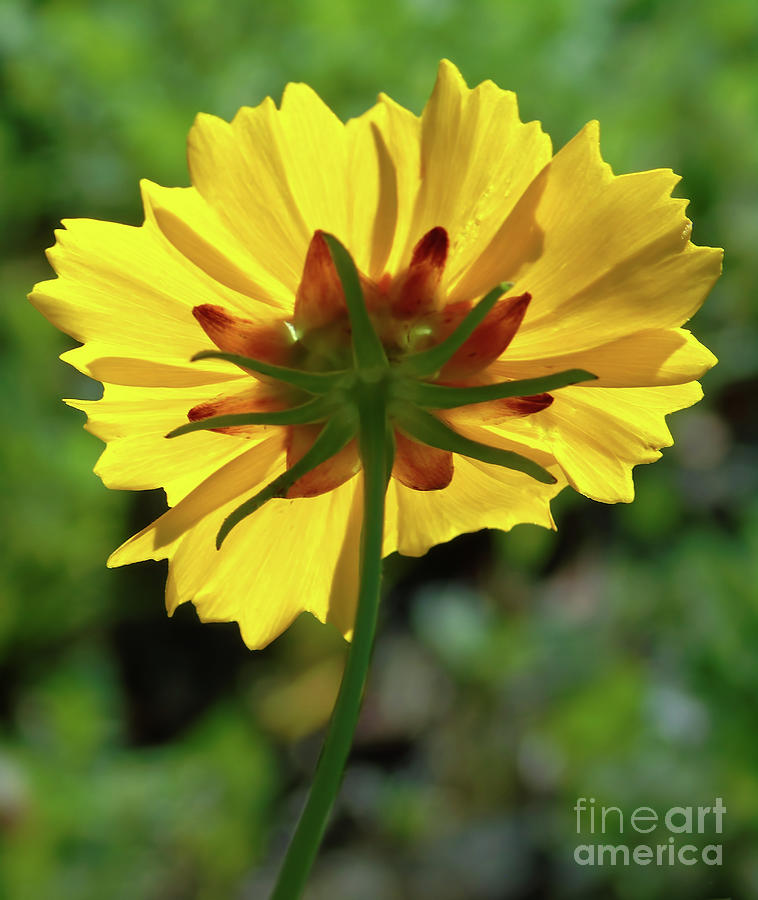 Back Of The Coreopsis Photograph by D Hackett