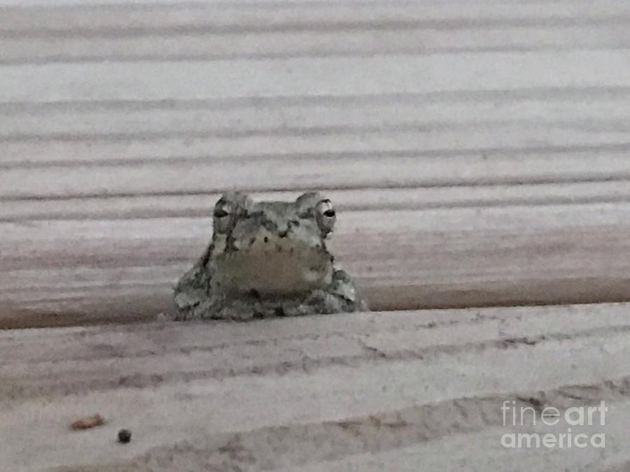 Back Porch Wood Frog Photograph by Mary Kobet