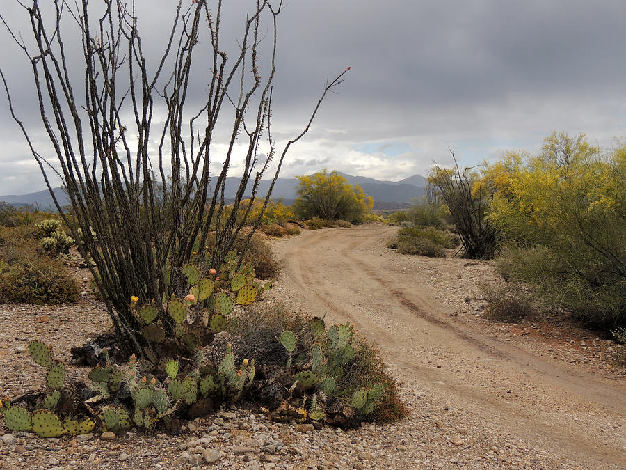 Tree Photograph - Back Road, Arizona  by Gordon Beck