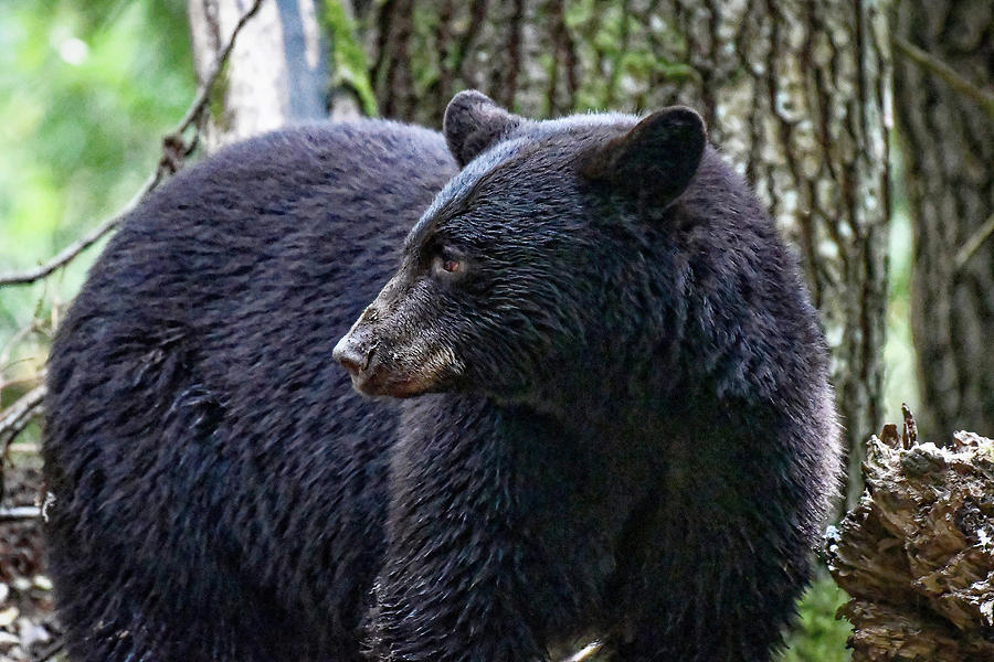 Backcountry Bear Photograph by Joy McAdams