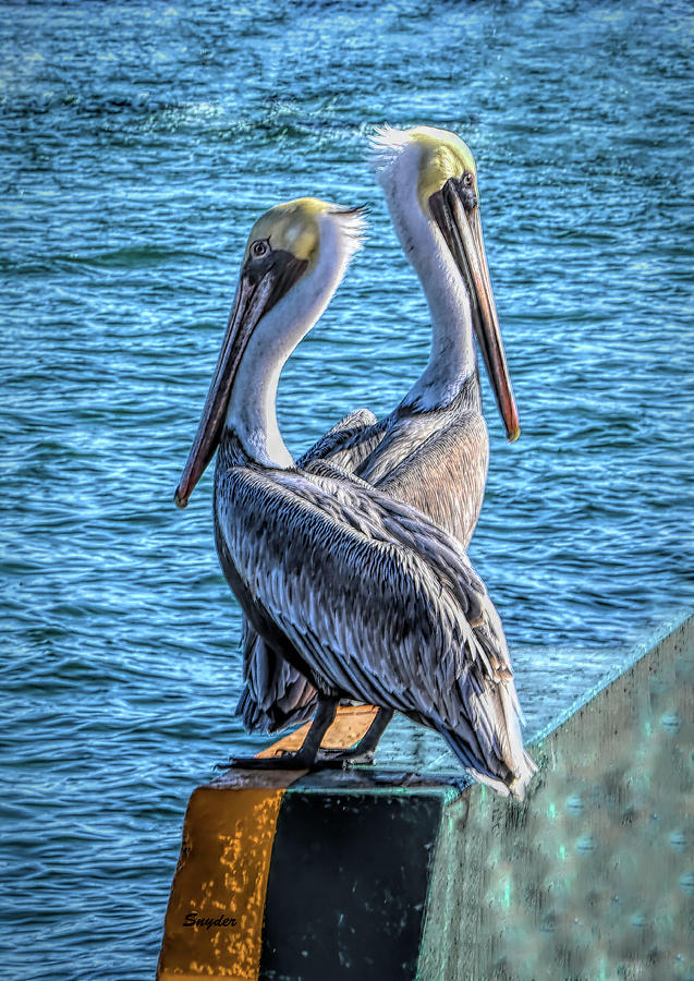 Back to Back Pelicans on a Seawall Photograph by Floyd Snyder