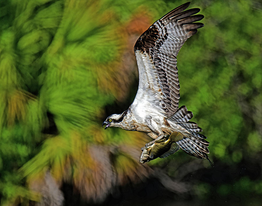 Back to the nest. Photograph by Stuart Harrison