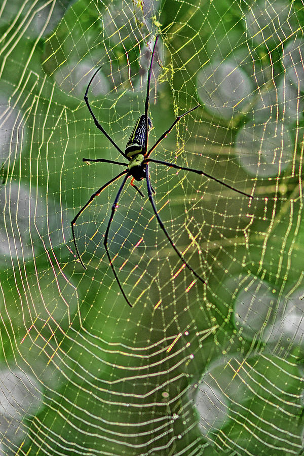 Back View of a Giant golden orb weaver - Nephila pilipes Photograph by Amazing Action Photo Video