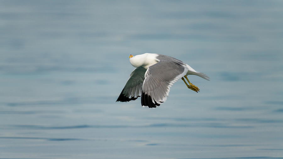 Backflip Photograph by Christina Stobbs - Fine Art America