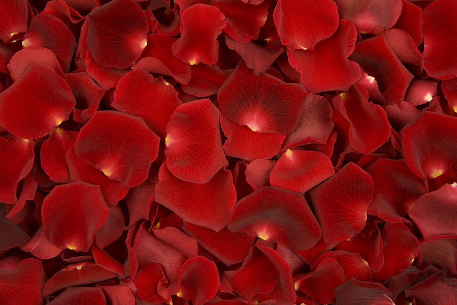 Background made of solely red rose petals Photograph by DesignSensation