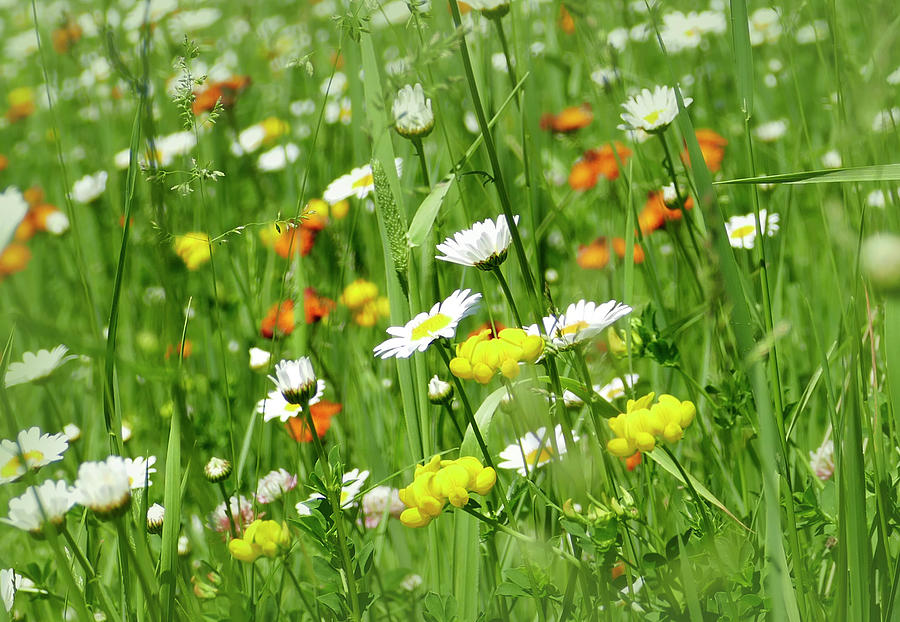 Background of Colorful Wild Flowers Photograph by Sandra Js