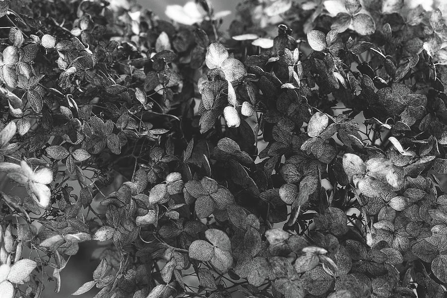 Background of dried flowers. Black and white Photograph by Anna