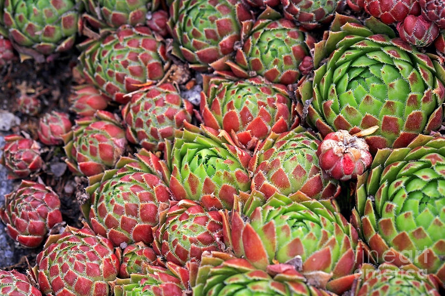 Background of Jovibarba globifera Succulent or Hens and Chicks