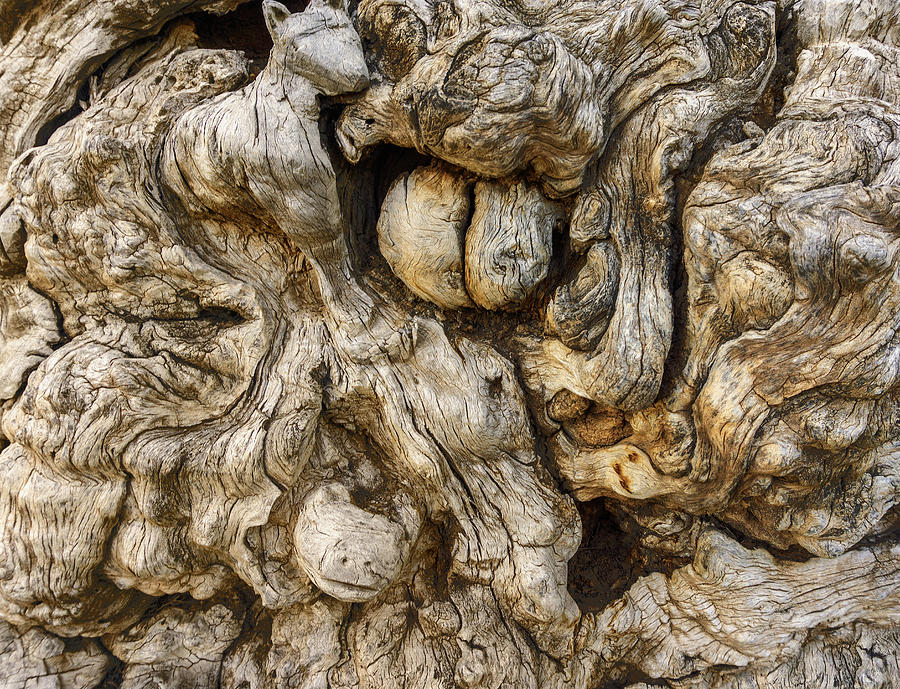 Background Of Tree Trunk And Roots Relief by Mikhail Kokhanchikov