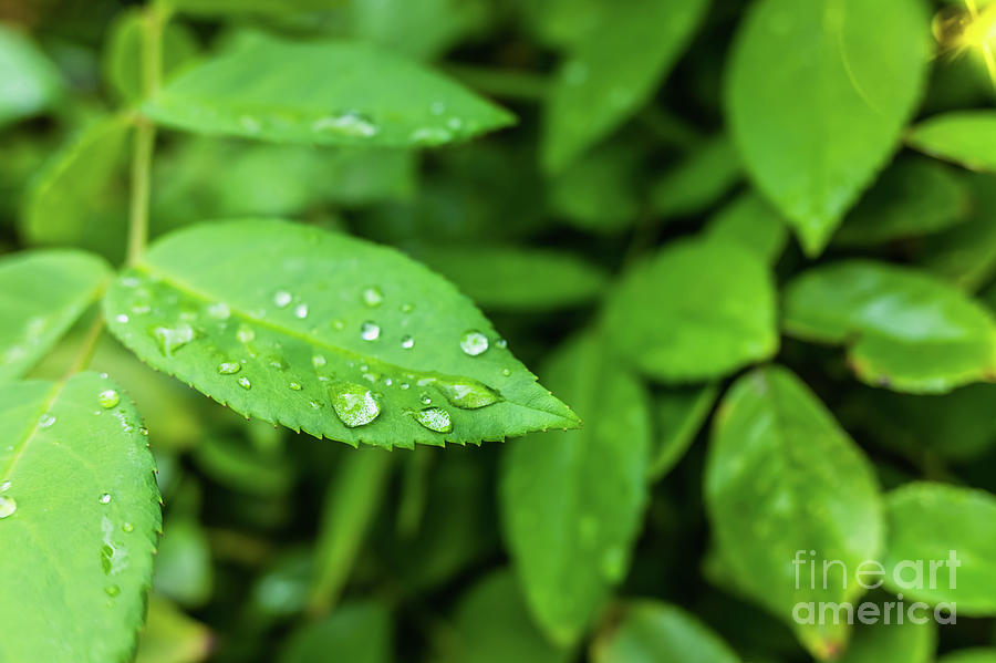 Background with green leaves and detail of dew drops at sunset with copy space. Photograph by Joaquin Corbalan