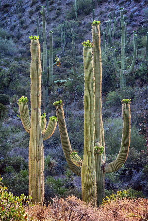 Backlit Saguaro Photograph by Dave Dilli