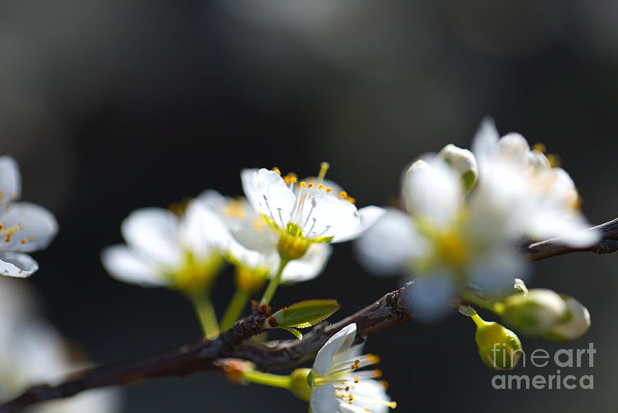 Backlighting Spring Blossom Photograph by Joy Watson