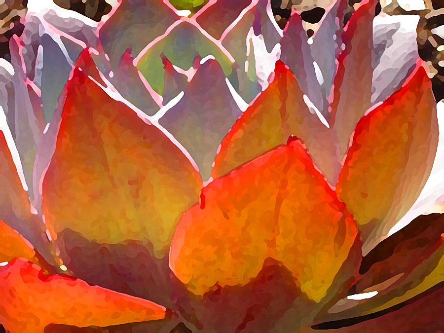Backlit Afterglow Succulent 2 Painting by Amy Vangsgard