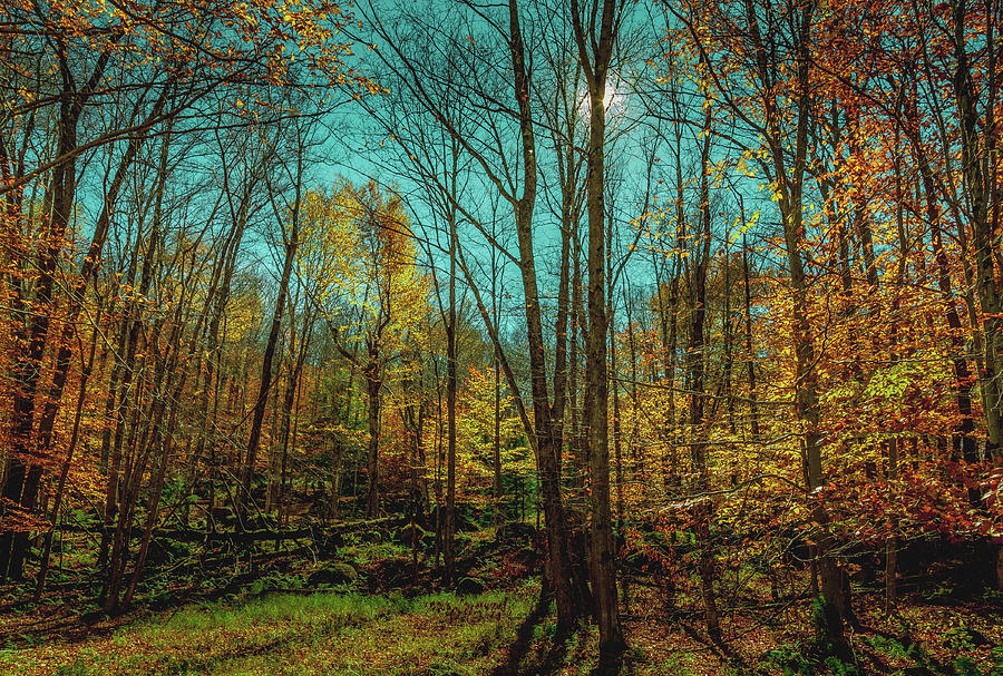 Backlit Autumn Color Photograph by David Patterson
