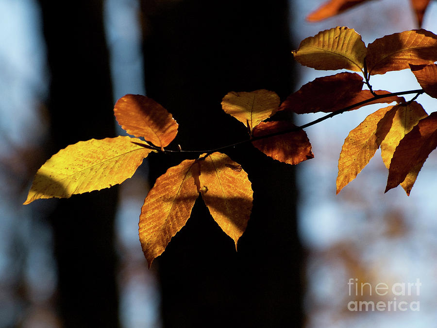 Backlit Autumn Leaves 2 Photograph by Dorothy Lee