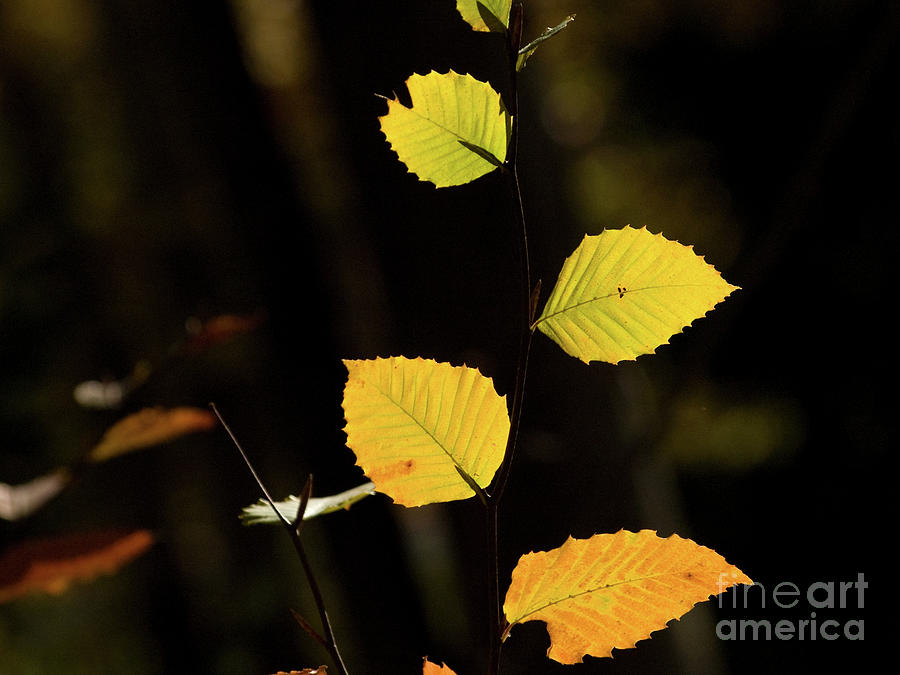 Backlit Autumn Leaves 3 Photograph by Dorothy Lee