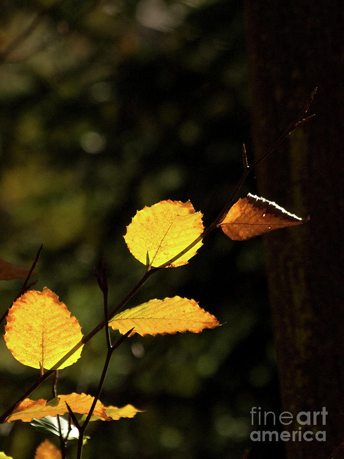 Backlit Autumn Leaves 4 Photograph by Dorothy Lee