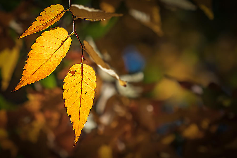 Backlit Autumn Leaves  Photograph by Stuart Litoff