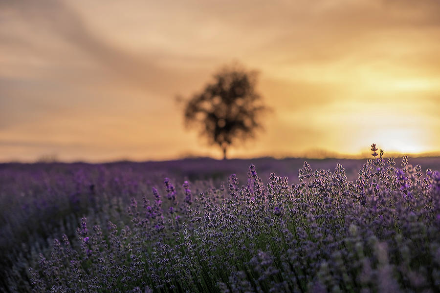 Backlit Blooming Lavenders and Lone Tree Silhouette Photograph by Alexios Ntounas