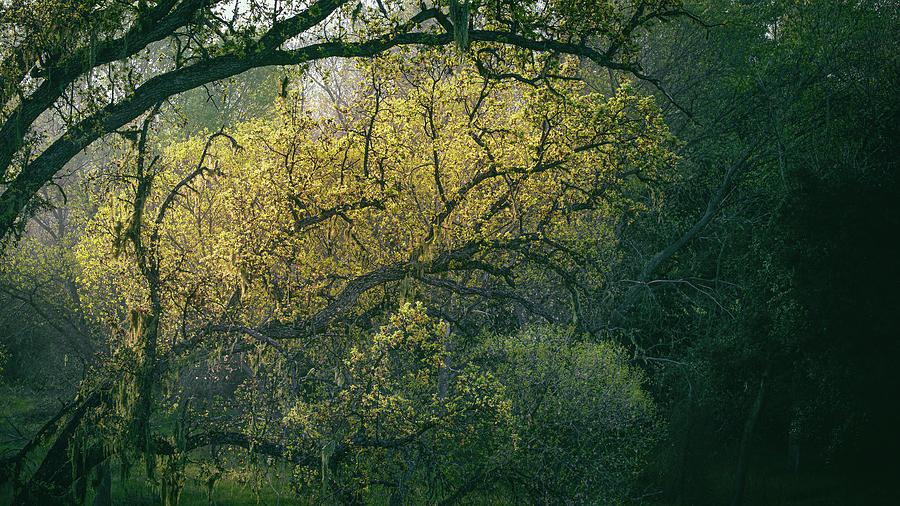 Tree Photograph - Backlit Bough by Joseph Smith