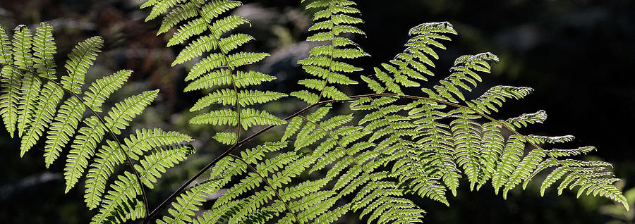 Backlit Bracken Fern in Campbell Valley Park Photograph by Michael Russell