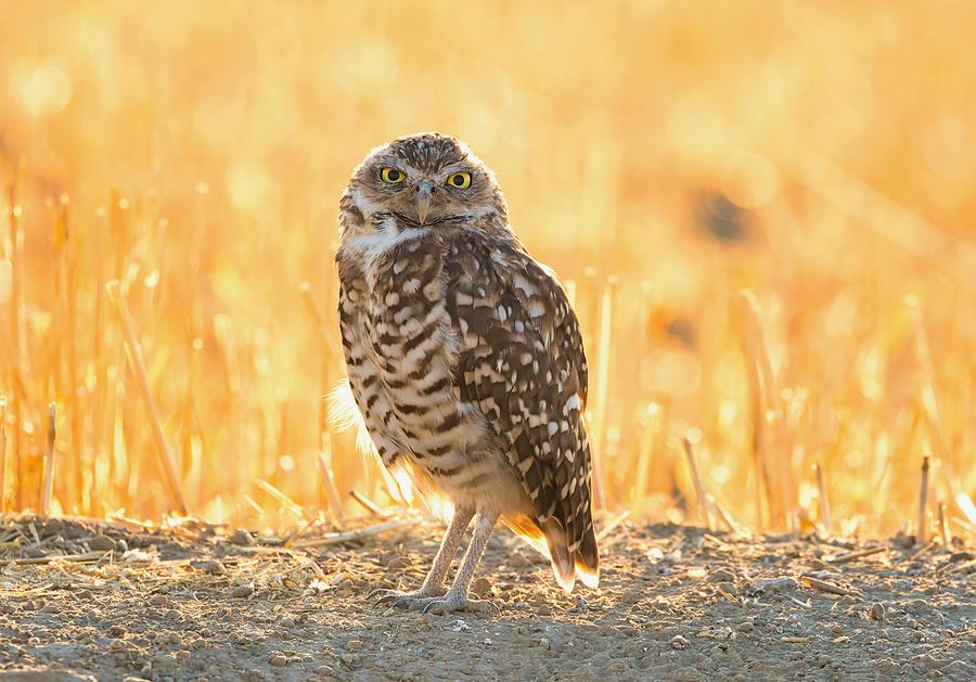 Backlit Burrowing Owl Photograph by Lynn Hopwood